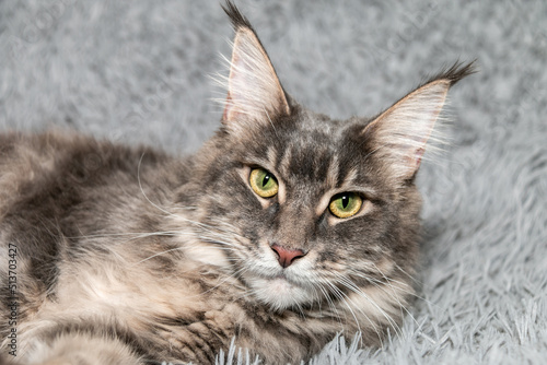 Fototapeta Naklejka Na Ścianę i Meble -  Portrait of a young charming Maine Coon cat with tassels on her ears. Close-up. Beautiful long-haired Maine Coon cat.