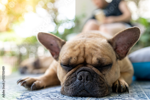 Fototapeta Naklejka Na Ścianę i Meble -  Adorable French bulldog sleeping on tile floor outdoor.