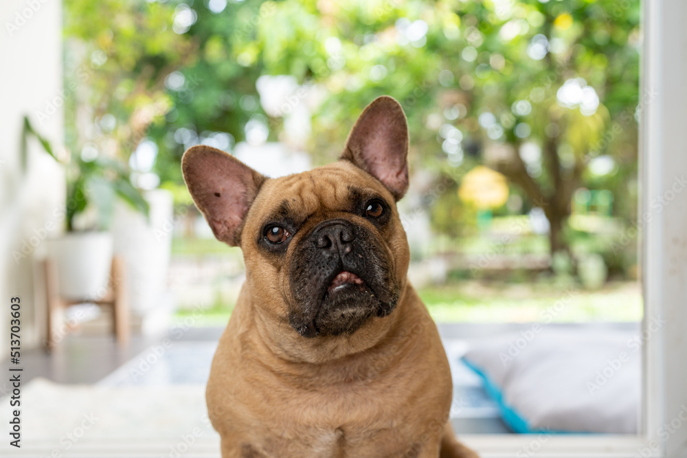 Adorable French bulldog looking to camera indoor.