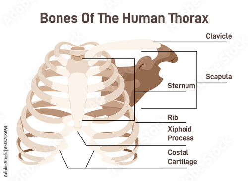 The thoracic cavity anatomy scheme. Thoracic cage bones, 12 pairs photo
