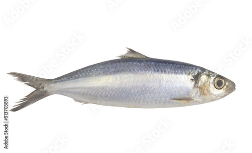 Whole herring fish isolated on white background 