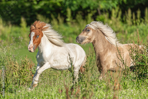 Two miniature shetland pony stallions running across a pasture in summer outdoors