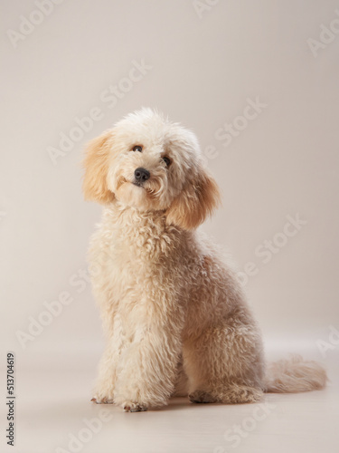  maltipoo on a beige background. curly dog in photo studio. Maltese, poodle © annaav