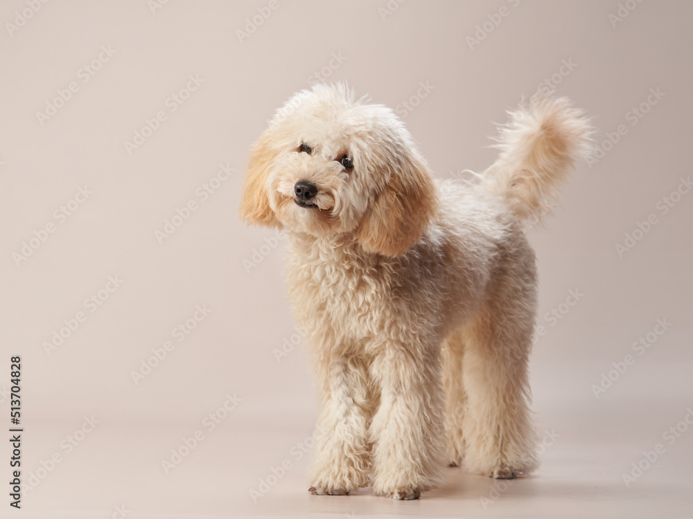 maltipoo on a beige background. curly dog in photo studio. Maltese, poodle maltipoo on a beige background. curly dog in photo studio. Maltese, poodle