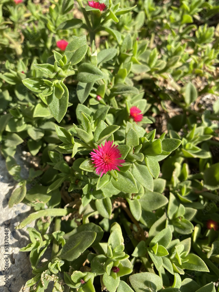 Beautiful aptenia flowers close up among green leaves in Turkey. Summer background. Blooming pink flowers Aptenia cordifolia. Beautiful aptenia flowers close up among green leaves in Turkey. Summer background. Blooming pink flowers Aptenia cordifolia.