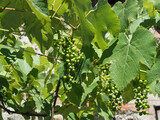 grapevine plant scient. name Vitis vinifera