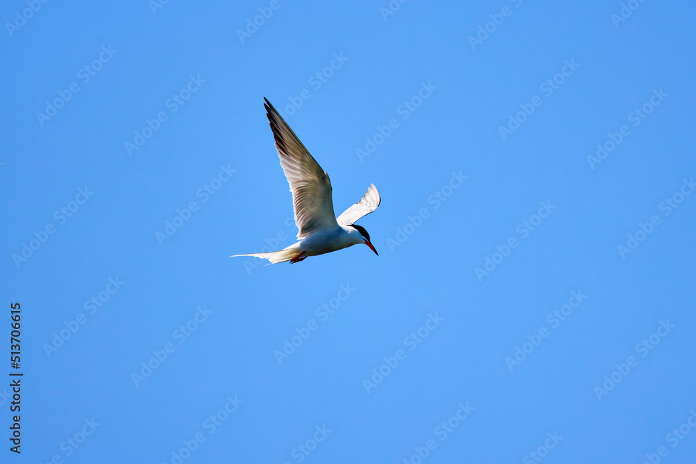 Sternidae in the Danube Delta in summer Sternidae in the Danube Delta in summer