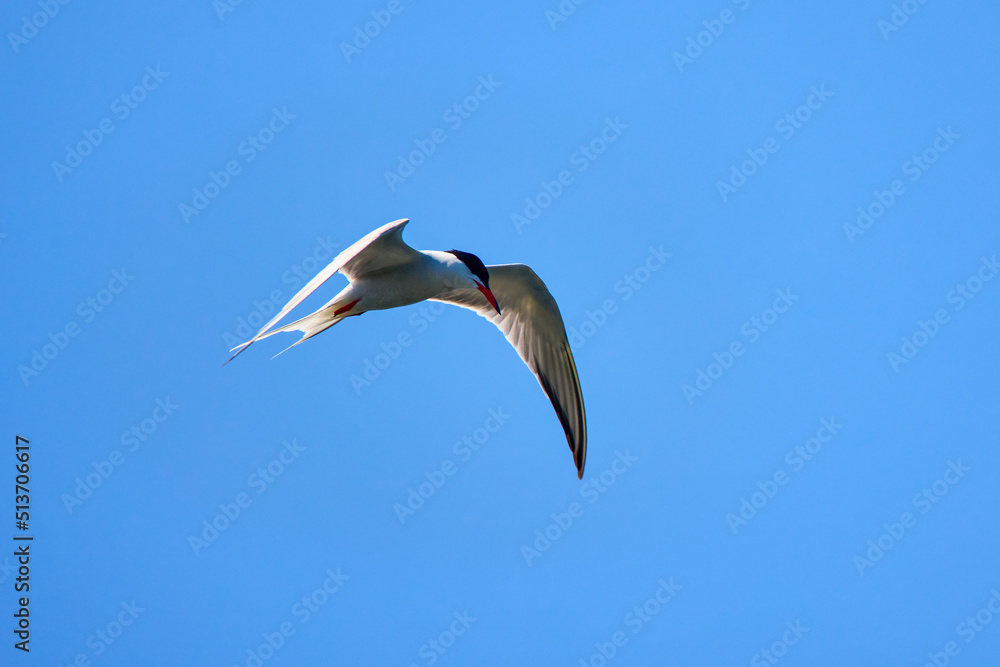 Obraz premium Sternidae in the Danube Delta in summer