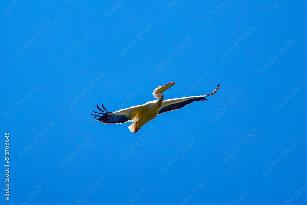 Obraz premium a Pelican flying in the natural environment of the Danube Delta