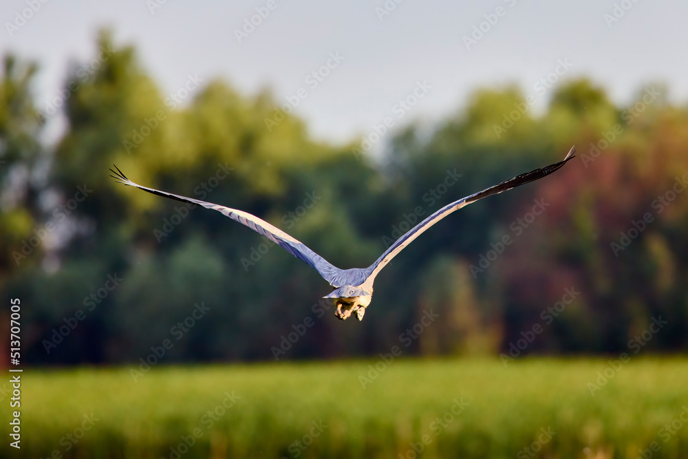 gray heron (Ardea cinerea) in the natural environment of the Danube Delta, Romania. gray heron (Ardea cinerea) in the natural environment of the Danube Delta, Romania.
