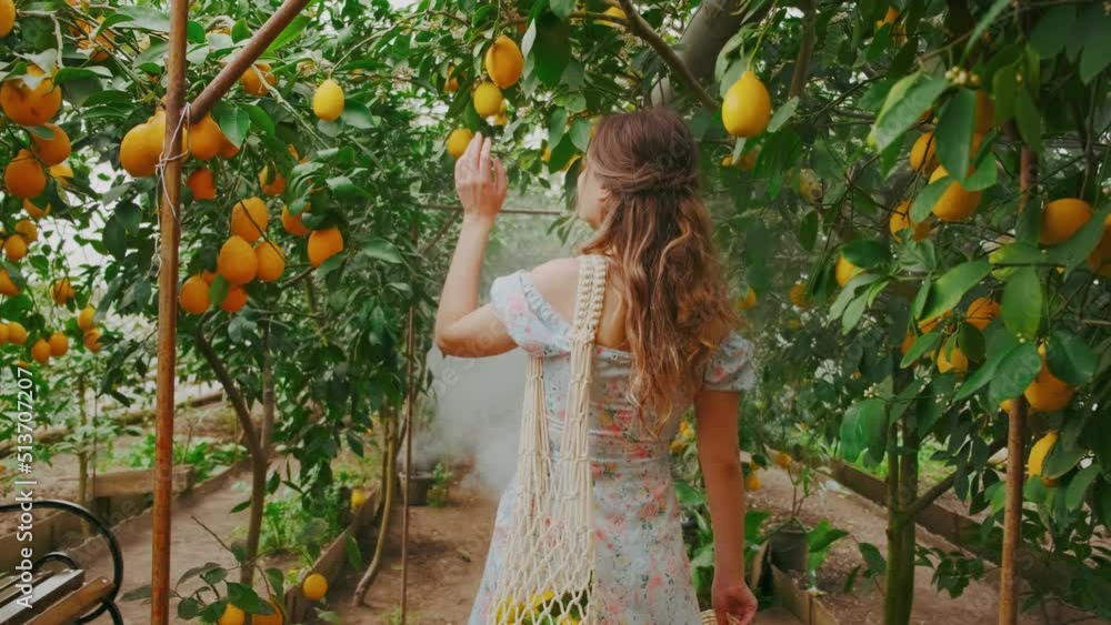 Back view happy young woman walks in natural garden citrus green trees. Hand touches Fruits yellow ripe juicy lemons hang on branch. Girl blond turned away, bag plucked fruit. Concept harvesting crops