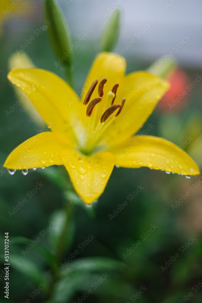 Close-up of a yellow lily flower. Hemerocallis is also called Lemon Lily, Yellow Daylily, Hemerocallis flava.Natural background. A flower in the garden after the rain. Close-up of a yellow lily flower. Hemerocallis is also called Lemon Lily, Yellow Daylily, Hemerocallis flava.Natural background. A flower in the garden after the rain.