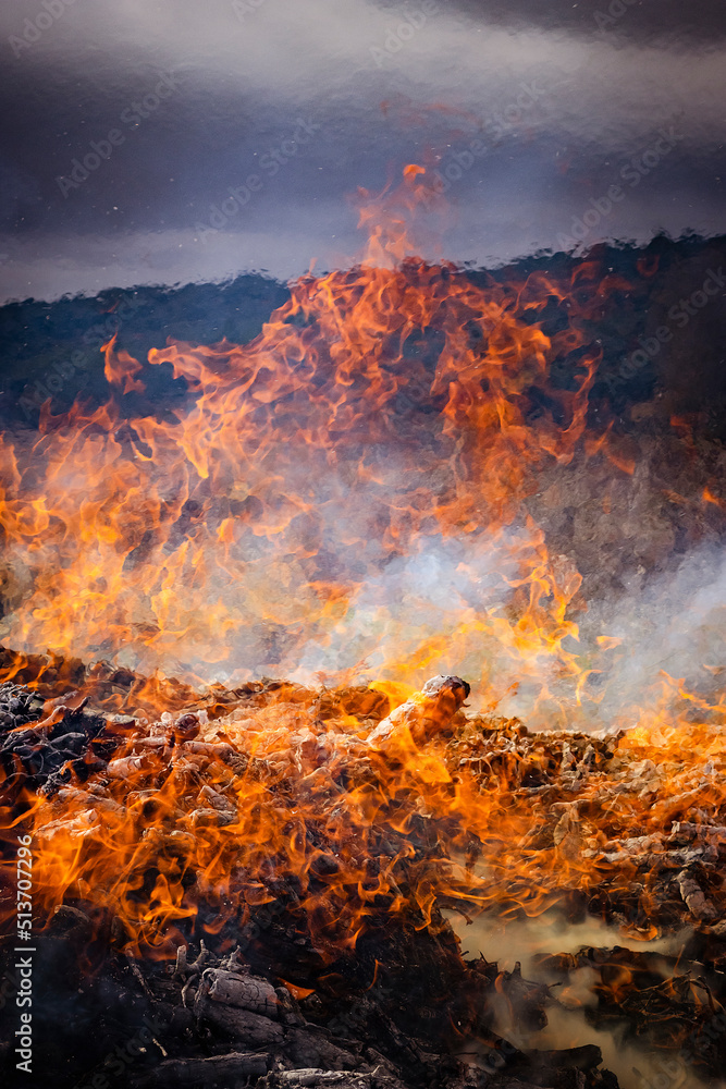 LLAMAS NARANJAS DE FUEGO Y HUMO QUEMANDO RAMAS DE ÁRBOL EN CAMPO.