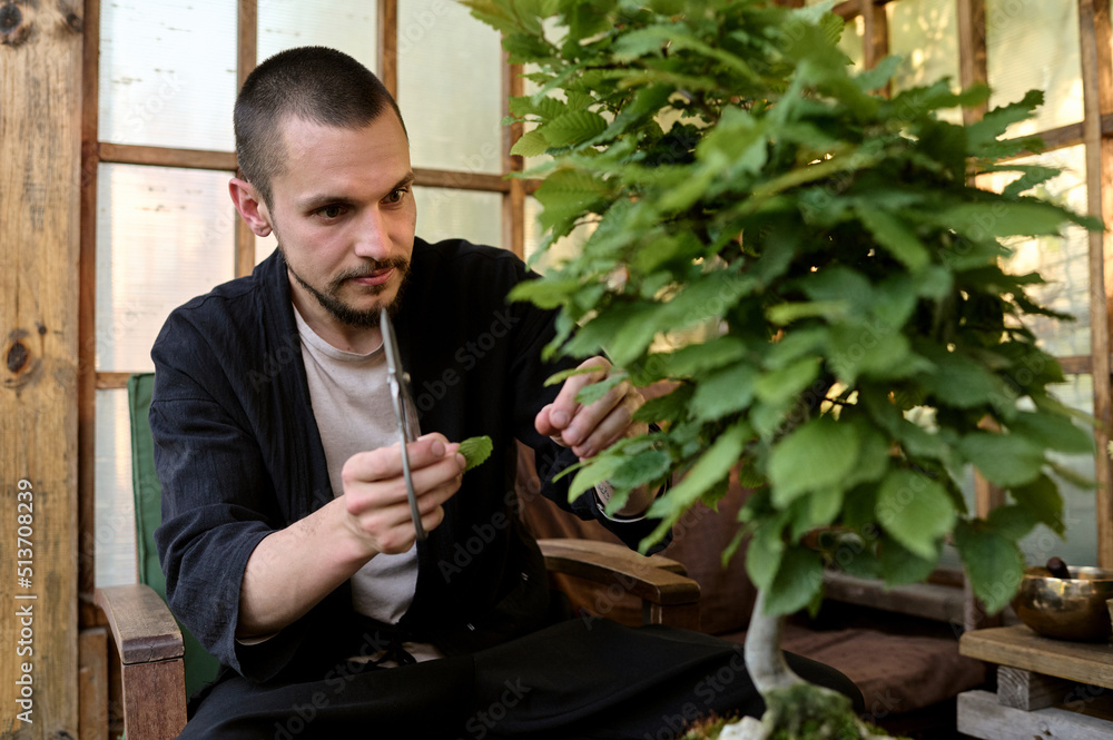 A young man use scissors to decorate the branches of a new bonsai tree in a garden house