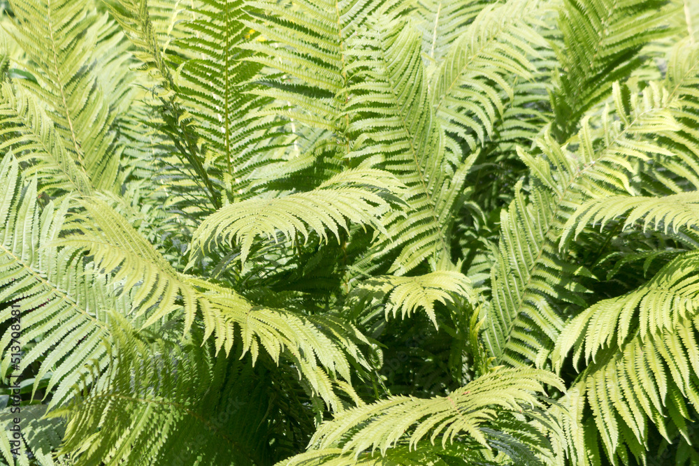 The fern grows in the garden. Sunny summer day.