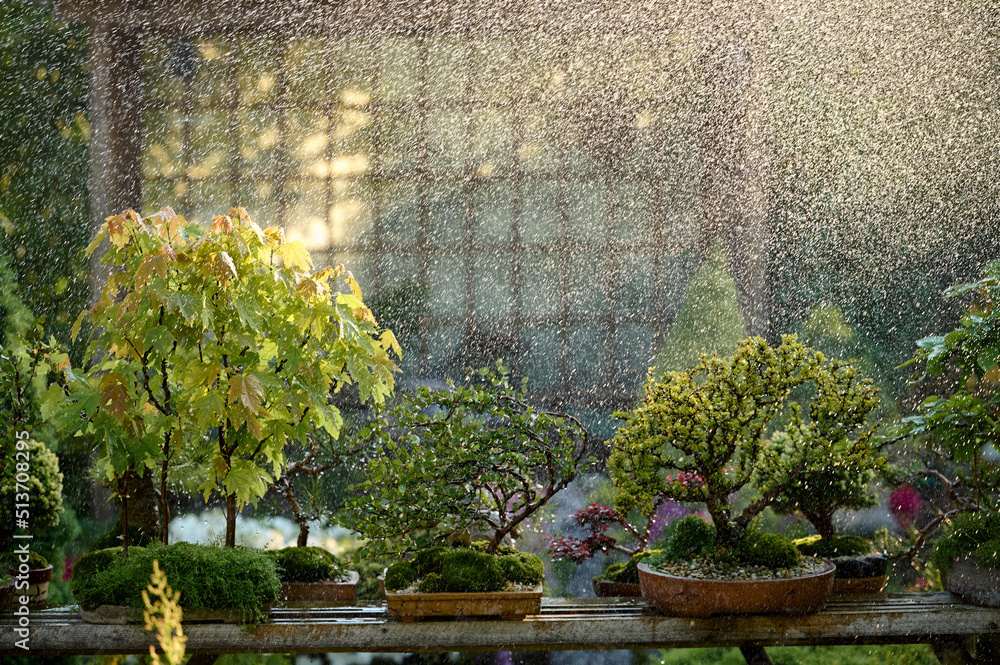 Fototapeta premium bonsai tree under the rain growing in a pot outside in a garden on a background of a gazebo