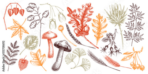 Sketched autumn leaves and dried flowers collection. Hand-drawn botanical sketches. Dried herbs, fall leaves, mushrooms, and fruit illustrations. Vintage drawings for thanksgiving on chalkboard