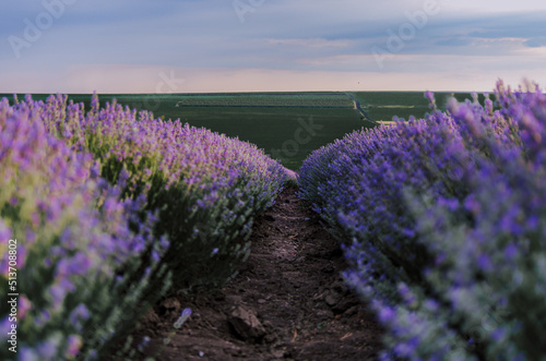 Moody low angle lavender field row path view with cloudy sky