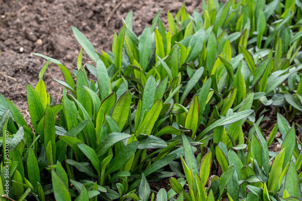 Fototapeta premium Aster dumosus, Aster novi-belgii in an garden with green leaves