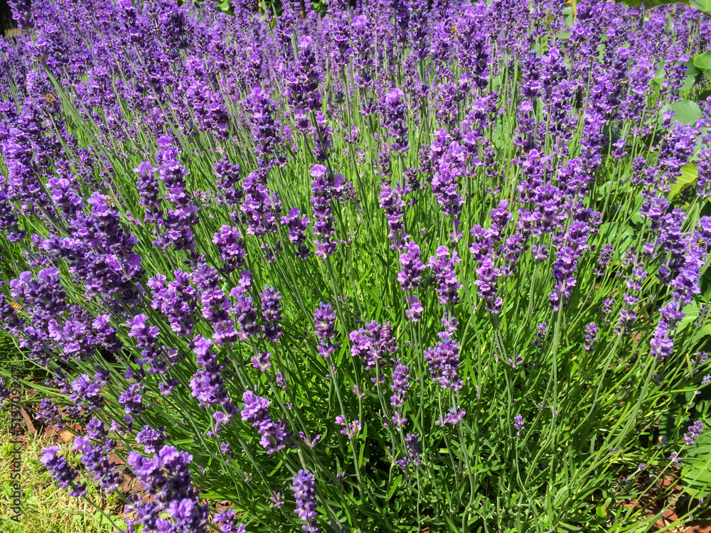 Blooming lavender in the park. Closeup. Nature background. Blooming lavender in the park. Closeup. Nature background.