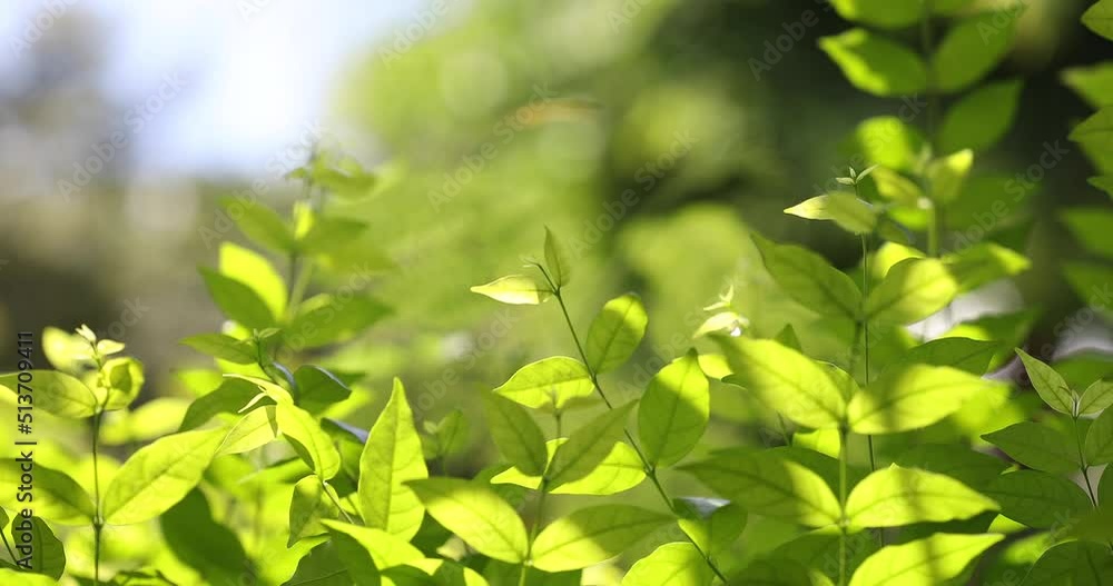 Wrightia religiosa Benth tree leaves wavering to wind Wrightia religiosa Benth tree leaves wavering to wind