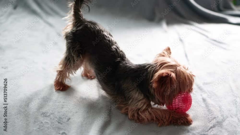 Small dog yorkshire terrier playing with a ball in the room Small dog yorkshire terrier playing with a ball in the room