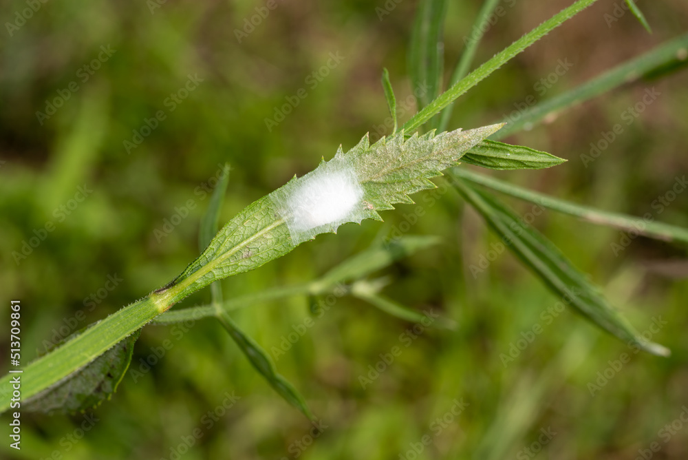 Spider house made of the web on a plant grass leaf. Spider house made of the web on a plant grass leaf.