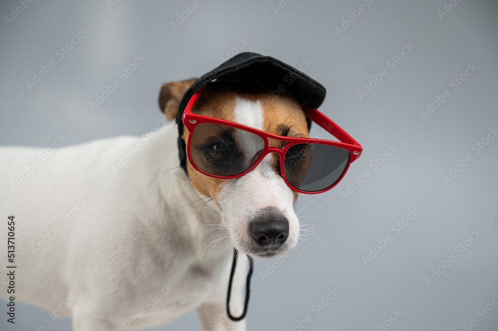 Jack russell terrier dog in a black cap and sunglasses on a white background. 