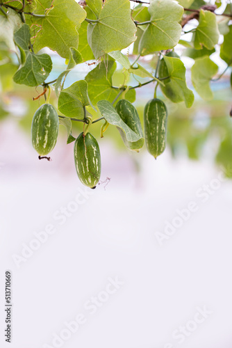Fotografie Ivy gourd, Coccinia grandis, Family Cucurbitaceae from central of Thailand