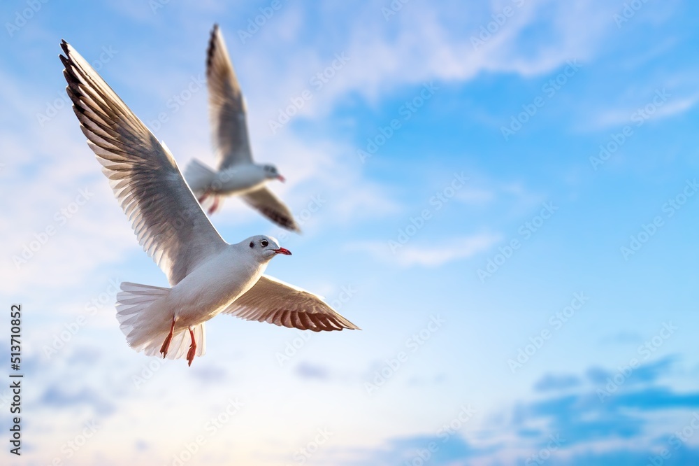 Obraz premium Birds seagulls soaring in the blue sky with clouds. prey fly in the clear blue sky.