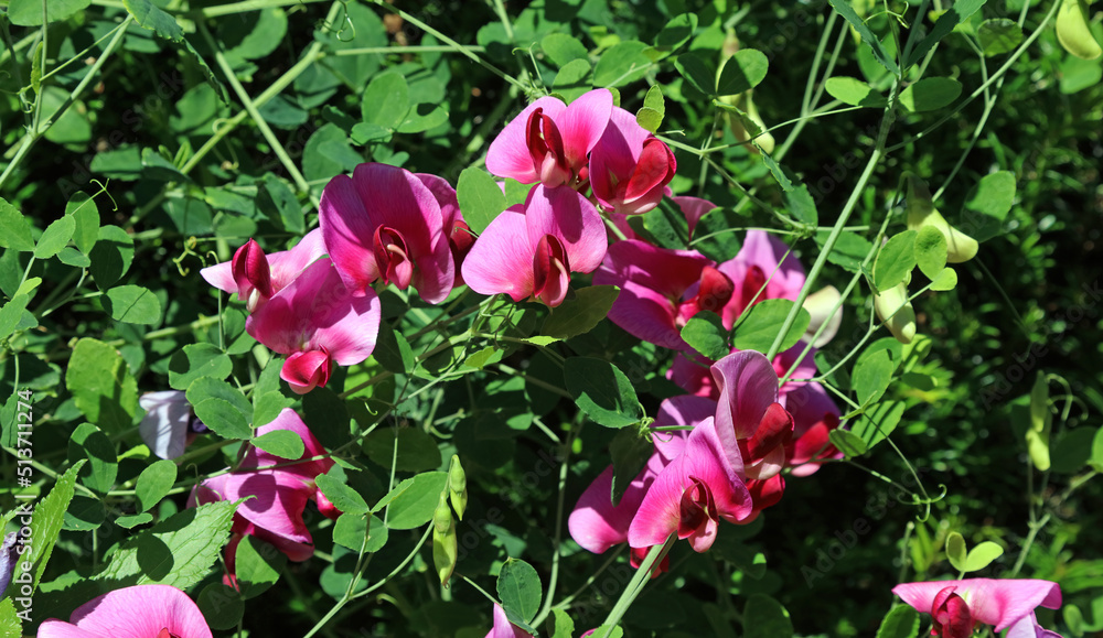 Close up of Perennial sweet pea flowers, Derbyshire England
