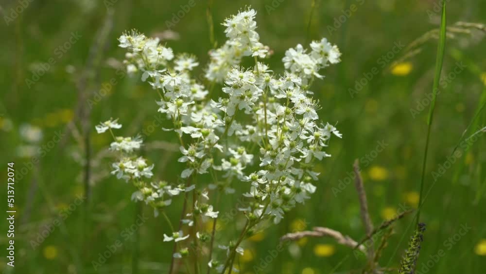 Dropwort in natural environment, field (Filipendula vulgaris) - (4K) Dropwort in natural environment, field (Filipendula vulgaris) - (4K)