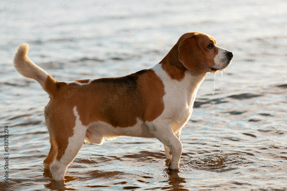 English Beagle dog standing in water, side view. English Beagle dog standing in water, side view.