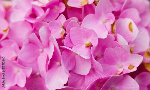 Fototapeta Naklejka Na Ścianę i Meble -  background of pink hydrangea flowers