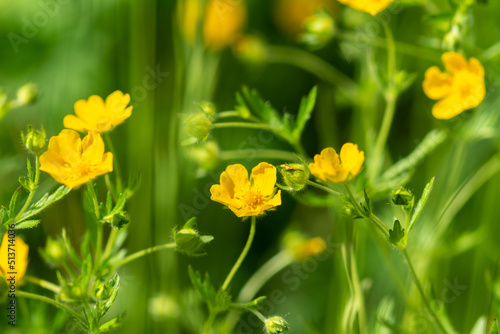 Blooming yellow buttercup flowers in a meadow or field close-up. Ranunculus acris on the lawn in the park in summer. Selective focus photo