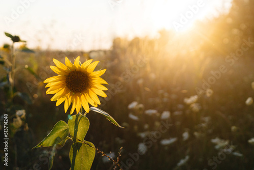 Fotografie, Obraz Beautiful sunflower in warm sunset light in summer meadow