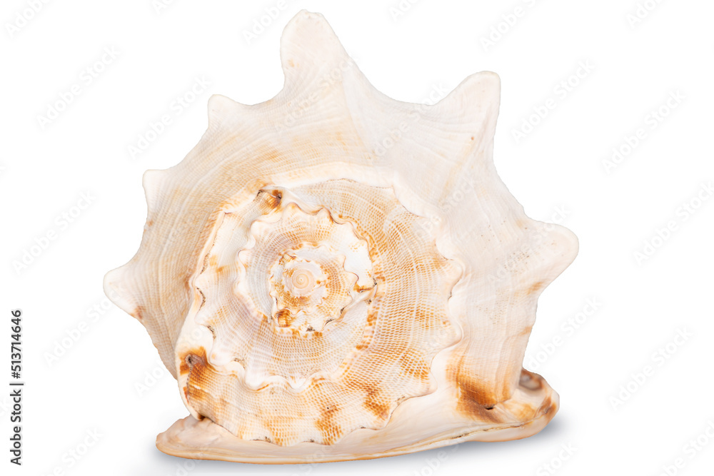 sea shell isolated on white sea shell isolated on white