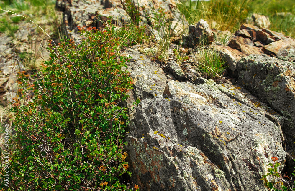 Stones. Rock background. Large stones and grass. Bush. Abstract natural background. Nature. Stone texture