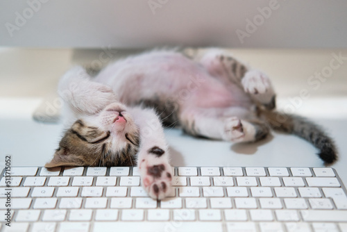 Kitten cat sleeping in computer table