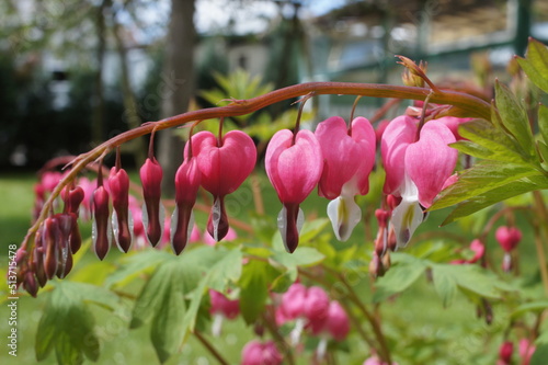 Dicentra spectabilis