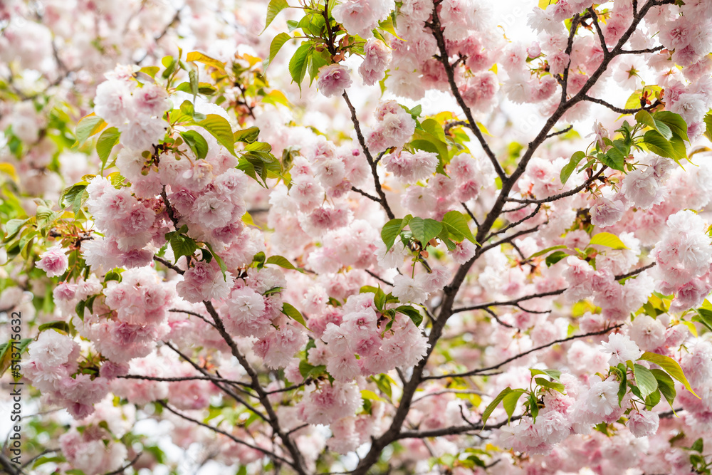 closeup shot of beautiful pink cherry blossom in full bloom on branches at springtime in Osaka, japan