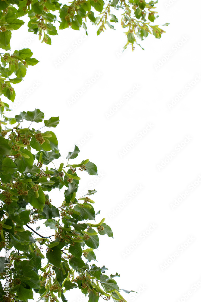 Linden Tree. Tree view from below. Sky view through the branches. Space for text. Linden Tree. Tree view from below. Sky view through the branches. Space for text.