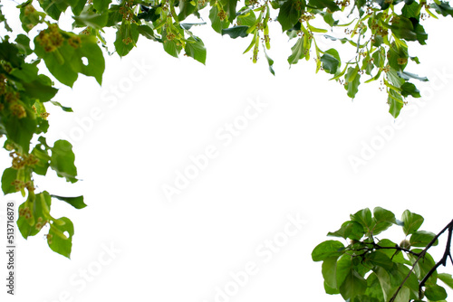 Linden Tree. Tree view from below. Sky view through the branches. Space for text.