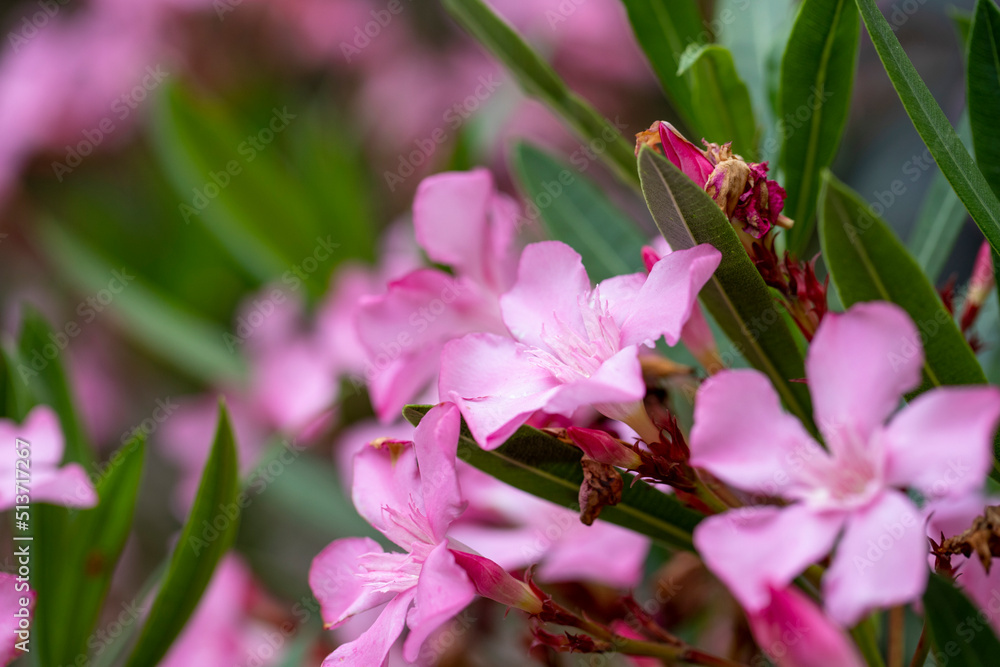 Oleander flower. Close-up oleander tree flower Oleander flower. Close-up oleander tree flower