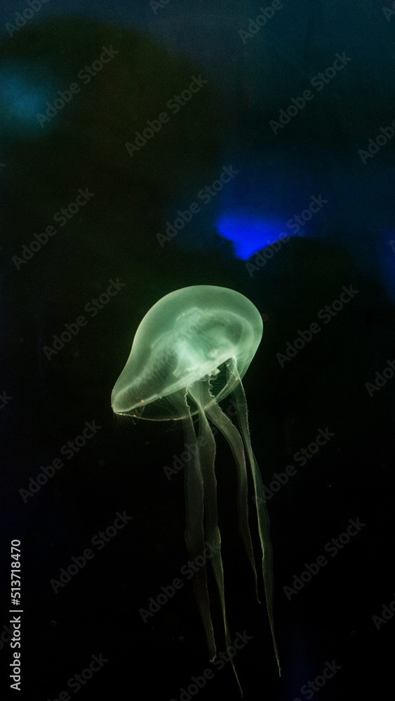Jellyfish in dark water floating Jellyfish in dark water floating