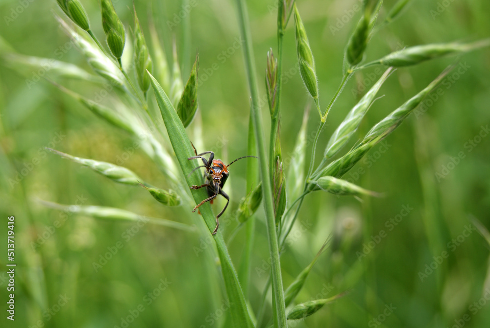 Fototapeta premium Beautiful insect looks towards the photographer. Insect life and macro photography. Respect for nature and wonder of the animal world.
