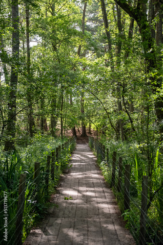 Walk way at Frensham little pond  Farnham  Surrey