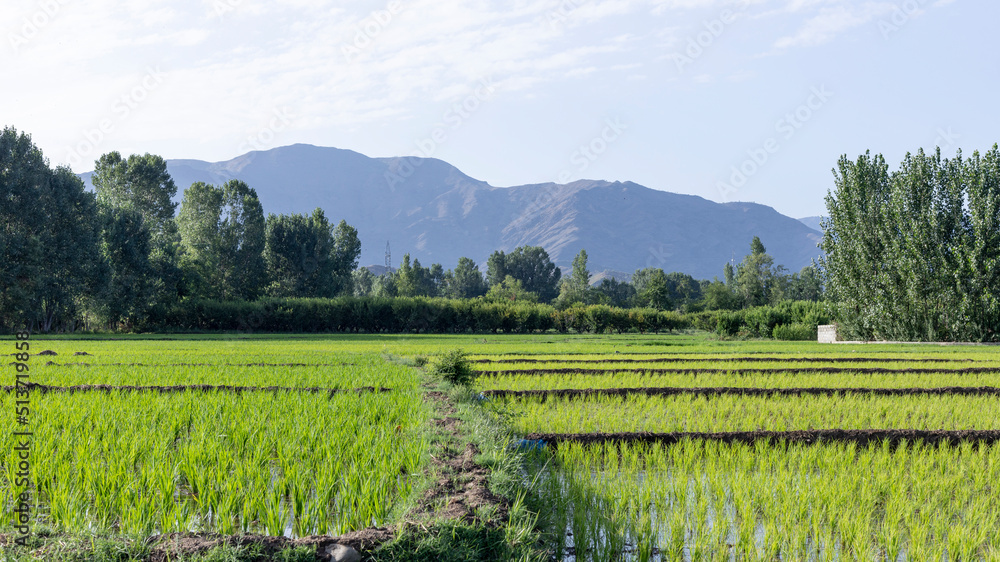 Growing rice in fields in Pakistan Growing rice in fields in Pakistan