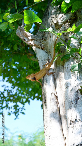 Lizard on a tree