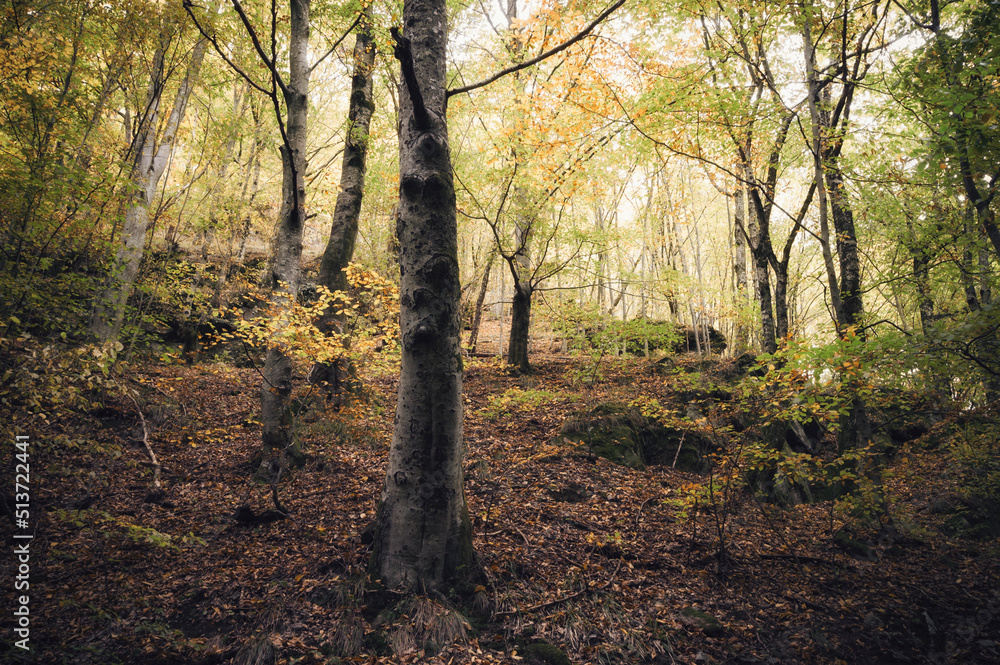 Obraz premium woods landscape with colorful foliage in autumn